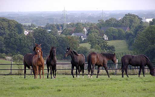 Pferdeweide mit Blick auf Mllingsen in Lendringsen am 20.09.2001